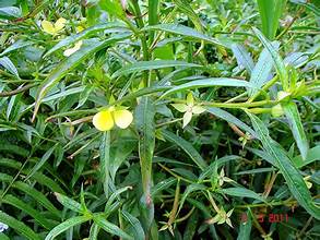 Ludwigia octovalvis